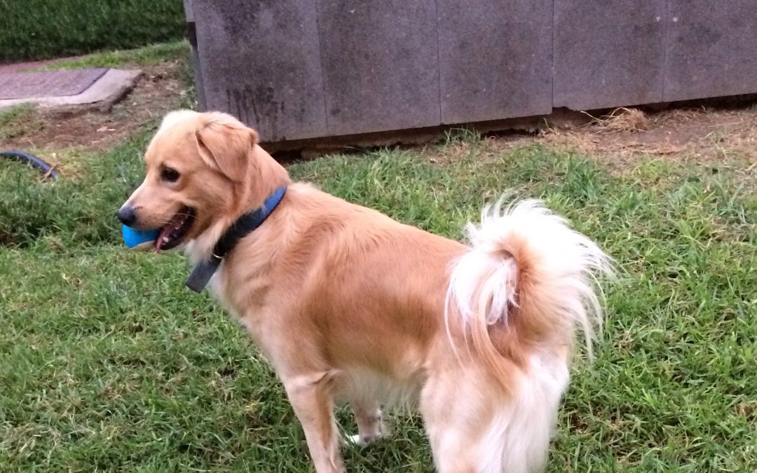LAS MASCOTAS   SE CONSIDERAN POR LEY SERES SINTIENTES Y HABRÁ QUE TENER EN CUENTA SU BIENESTAR EN CASO DE SEPARACIÓN